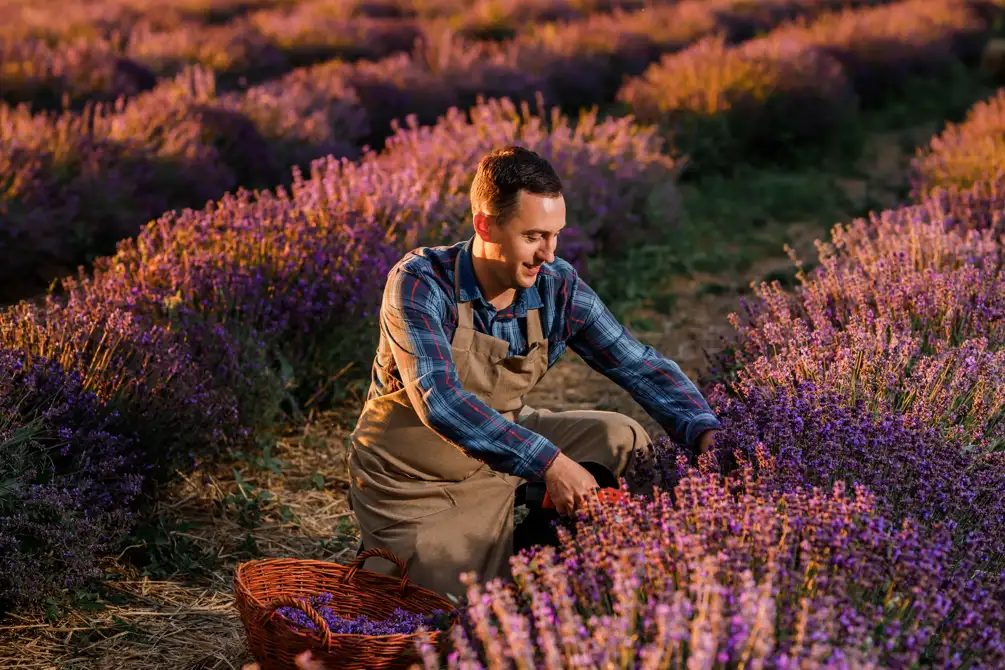 Man in lavender field